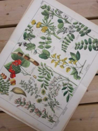 Oude Antieke Botanische Chromolitho Prent Schubert 1887