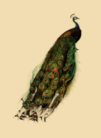 Kaart Ansichtkaart Pauw - Peacock