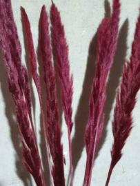 Gedroogde Mini Fluffy Pampas Grassen Droogbloemen Bordeaux Rood