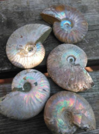 Opaal Iriserende Opaliserende Ammoniet Fossiel Parelmoer