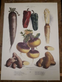 Botanische Prent Vilmorin -The Vegetable Garden- Groente Art Print nr27
