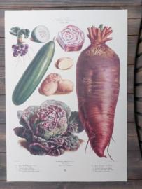 Botanische Prent Vilmorin -The Vegetable Garden - Groente Art Print nr33