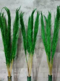 Gedroogde Pampasgras Pampas Grassen Cortaderia Droogbloemen Groen