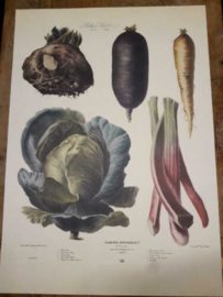 Botanische Prent Vilmorin -The Vegetable Garden- Groente Art Print nr11