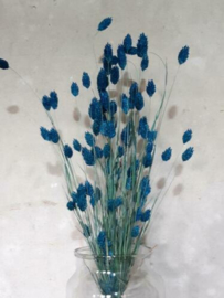 Gedroogde Phalaris  Blauw Droogbloemen Kanariegras