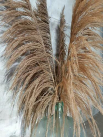 Gedroogde Pampasgras Pampas Grassen Droogbloemen XXL 3x Stem