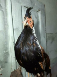 Oude Opgezette Fazant Taxidermy