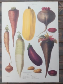 Botanische Prent Vilmorin -The Vegetable Garden - Groente Art Print nr6