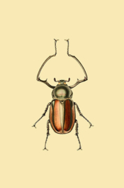 Poster Art Prent Prent Kever - Beetle