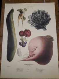 Botanische Prent Vilmorin -The Vegetable Garden- Groente Art Print nr16