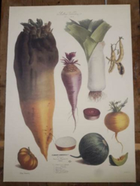 Botanische Prent Vilmorin -The Vegetable Garden- Groente Art Print nr05