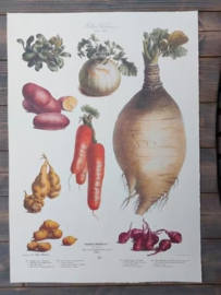 Botanische Prent Vilmorin -The Vegetable Garden - Groente Art Print nr20