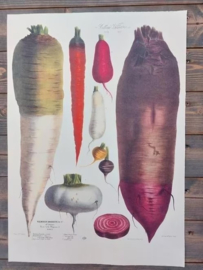 Botanische Prent Vilmorin -The Vegetable Garden - Groente Art Print nr2