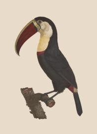 Kaart Ansichtkaart Toekan - Toucan