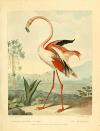 Poster Art Prent Flamingo