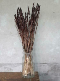 Bos Gedroogde Grassen Tarwe Droogbloemen Bruin Choco