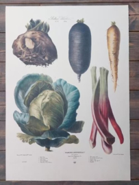 Botanische Prent Vilmorin -The Vegetable Garden - Groente Art Print nr11