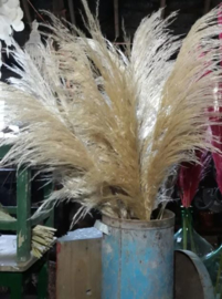 Gedroogde Pampasgras Pampas Grassen Cortaderia Droogbloemen XL Fluffy