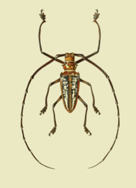 Kaart Ansichtkaart Boktor - Longhorn Beetle