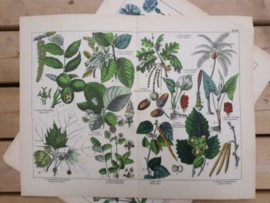 Oude Antieke Botanische Chromolitho Prent Schubert 1887