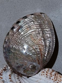 Haliotis Gepolijst Abalone ( Paua ) 11-13 cm Grote Schelp