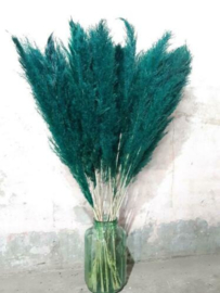 Gedroogde Pampasgras Pampas Grassen Droogbloemen Turquoise