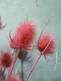 Bos Gedroogde Droogbloemen Kaardebol Distel Chardon Roze