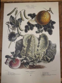 Botanische Prent Vilmorin -The Vegetable Garden- Groente Art Print nr35