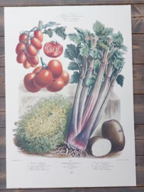 Botanische Prent Vilmorin -The Vegetable Garden - Groente Art Print nr37