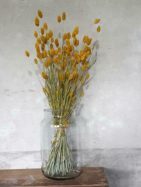 Gedroogde Phalaris Geel Droogbloemen Kanariegras