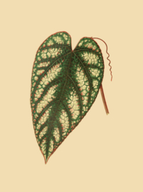 Kaart Ansichtkaart Blad - Leaf