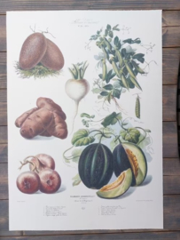 Botanische Prent Vilmorin -The Vegetable Garden - Groente Art Print nr26