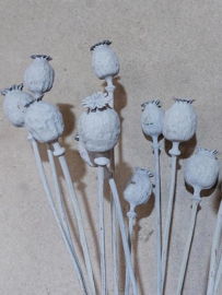 Gedroogde Bos Papaver Droogbloemen Grey Wash