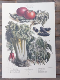 Botanische Prent Vilmorin -The Vegetable Garden - Groente Art Print nr43