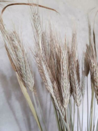 Bos Gedroogde Grassen Gerst Droogbloemen Naturel Zongedroogd