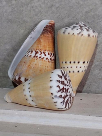 Conus Capitaneus Schelpen 6-8 cm