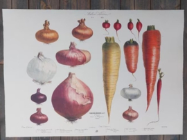 Botanische Vilmorin Prent The Vegetable Garden Art Prints