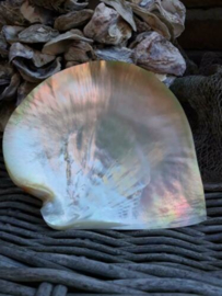 Grote Schelp Parelmoer Mother of Pearl Plate Polish Dubbelzijdig