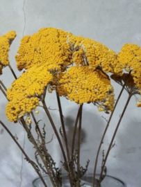 Bos Droogbloemen Gedroogde Achillea Geel