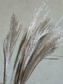 Bos Droogbloemen Gedroogde Miscanthus Mini Pampas 9st. Naturel