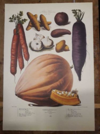 Botanische Prent Vilmorin -The Vegetable Garden- Groente Art Print nr28