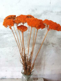 Bos Droogbloemen Gedroogde Achillea Oranje