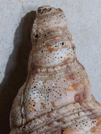 Grote Triton Tritonshoorn Trompetschelp Grote Schelp 38 cm