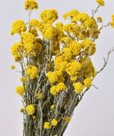 Bos Droogbloemen Gedroogde Sanfordii Geel