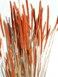 Bos Gedroogde Droogbloemen Grassen Phleum Timoteegras Oranje
