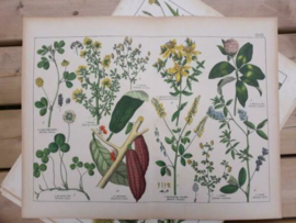 Oude Antieke Botanische Chromolitho Prent Schubert 1887