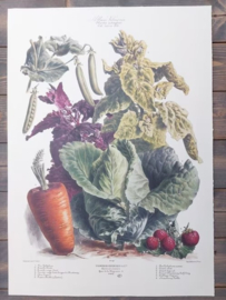 Botanische Prent Vilmorin -The Vegetable Garden - Groente Art Print nr42