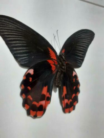 Opgezette Vlinder Papillio rumanzovia  in Walnoot Houten Lijst