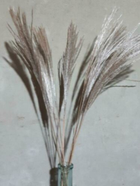 Bos Droogbloemen Gedroogde Miscanthus Mini Pampas 9st. Naturel