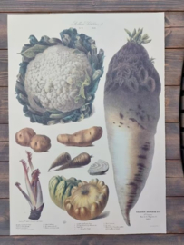 Botanische Prent Vilmorin -The Vegetable Garden - Groente Art Print nr9